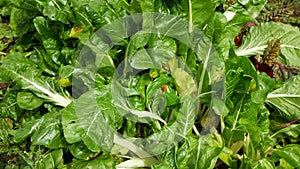 Chard farm white silver swiss large bio leaves green fresh is cicla group, beet spinach seakale leaf stem grown, Beta