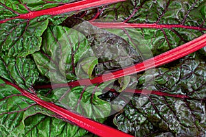 Chard fresh leaf and stem