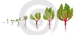 Chard growth stages. Planting of leaf stalks plant. Swiss chard taproot life cycle. Vector illustration on white background. Beta