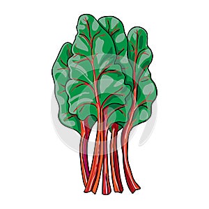 Chard - hand drawn vegetable isolated