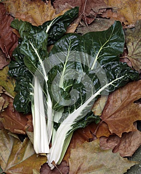 Chard, a highly healthy nutritious vegetable.