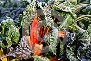 Chard, hoarfrost on beautiful red and yellow stems of chard in the garden on a cold frosty winter day