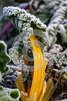 Chard, hoarfrost on chard in the garden on a cold frosty winter day