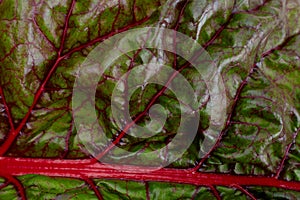 Chard leaf closeup