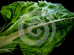 Chard leaf, white stem edible vegetable