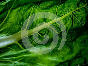 Chard leaf, white stem edible vegetable