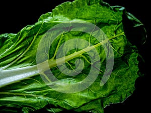 Chard leaf, white stem edible vegetable