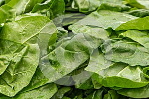 Chard leaves as background