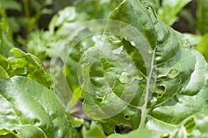 Chard leaves eaten by snails, slugs and caterpillars