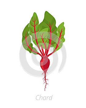 Chard plant. Leaf stalks plant. Swiss chard taproot. Vector illustration on white background. Beta vulgaris photo