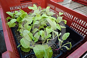 chard seedlings for planting in the vegetable garden. sale of young plants in nursery of plants