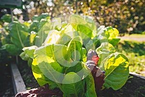 Chard or swiss chard, a green leafy vegetable often used in healthy diets
