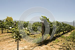 Chardonay vineyard photo