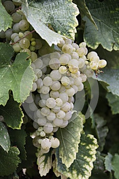 Chardonnay