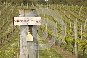 Chardonnay photo