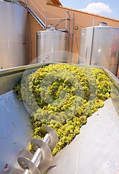 Chardonnay corkscrew crusher destemmer in winemaking