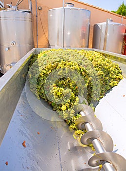 Chardonnay corkscrew crusher destemmer in winemaking