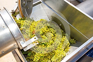 Chardonnay corkscrew crusher destemmer in winemaking photo