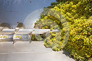 Chardonnay corkscrew crusher destemmer in winemaking photo