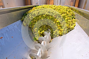 Chardonnay corkscrew crusher destemmer in winemaking photo