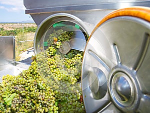 Chardonnay corkscrew crusher destemmer in winemaking photo