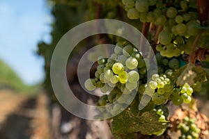 Chardonnay Grape Cluster