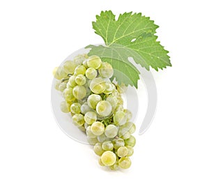 Chardonnay grape with a vine leaf on white background.