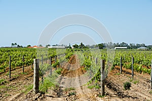 Chardonnay Grapes