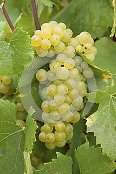 Chardonnay grapes photo