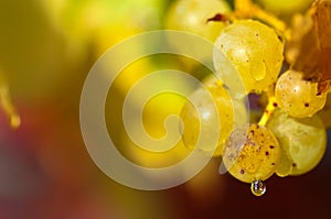 Chardonnay grapes photo