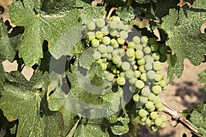 Chardonnay Grapes photo