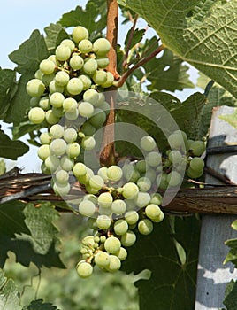 Chardonnay Grapes