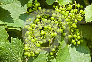 Chardonnay Grapes