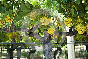 Chardonnay Grapes