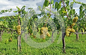 Chardonnay grapes hanging on vineyard  under a dark cloudy sky.