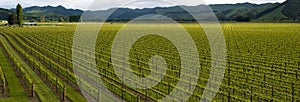 Chardonnay Grapes Pano photo