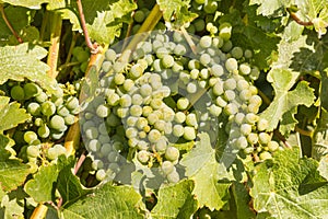 Chardonnay grapes ripening on vine in vineyard