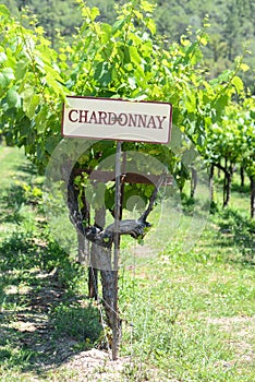 Chardonnay Grapes Sign
