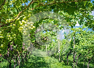 Chardonnay Grapes on Vine in Vineyard, South Tyrol, Italy. Chardonnay is a green-skinned grape variety used in the production of w