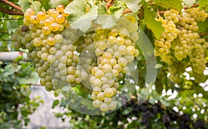 Chardonnay Grapes on Vine in Vineyard, South Tyrol, Italy. Chardonnay is a green-skinned grape variety used in the production of w