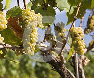 Chardonnay Grapes in Vineyard photo