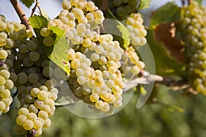 Chardonnay Grapes in Vineyard