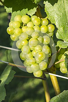 Chardonnay Grapes in a Vineyard #3