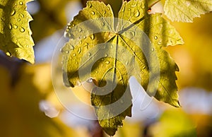 Chardonnay grapevine in autumn