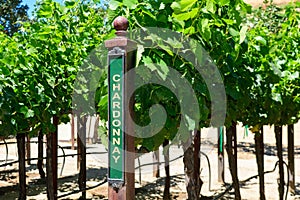 Chardonnay green skinned grape variety outdoor sign on wooden vertical end post in summer vineyard