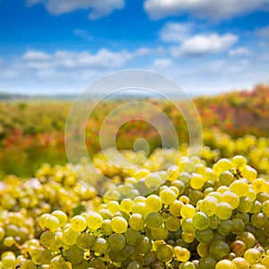 Chardonnay harvesting with wine grapes harvest