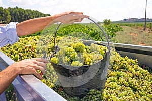 Chardonnay harvesting with wine grapes harvest