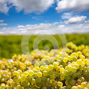 Chardonnay harvesting with wine grapes harvest photo