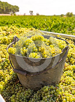 Chardonnay harvesting with wine grapes harvest
