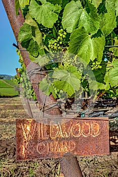 Rustic Chardonnay Signpost and Young Grapes